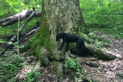 oscar-on-boogerman-poplar