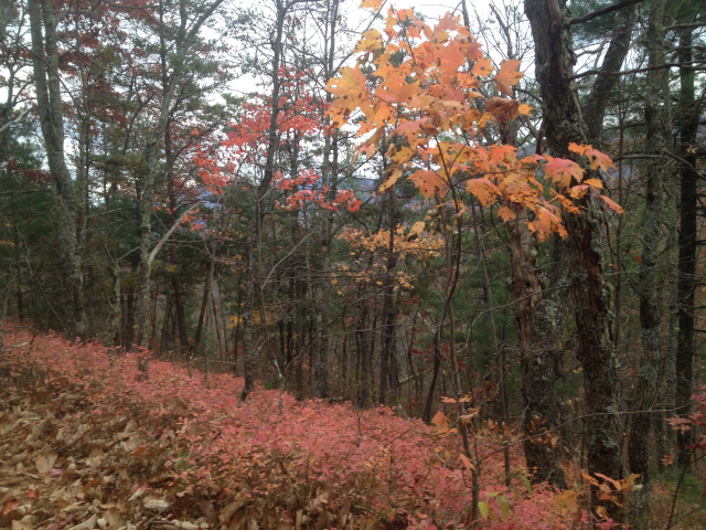 Backpacking Mountains around Cades Cove