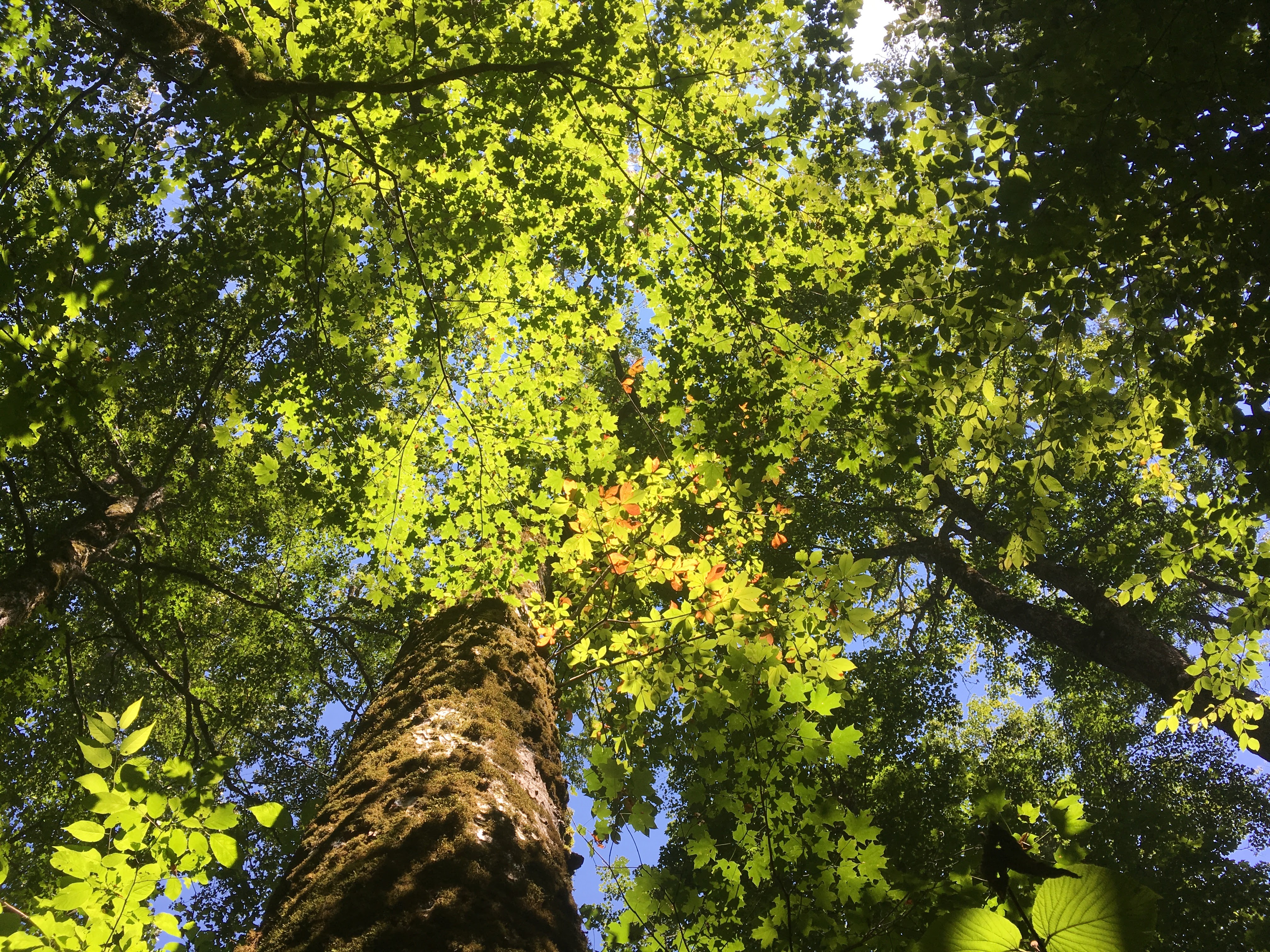 Trail Guide – Burntrock Ridge Trail No. 65A