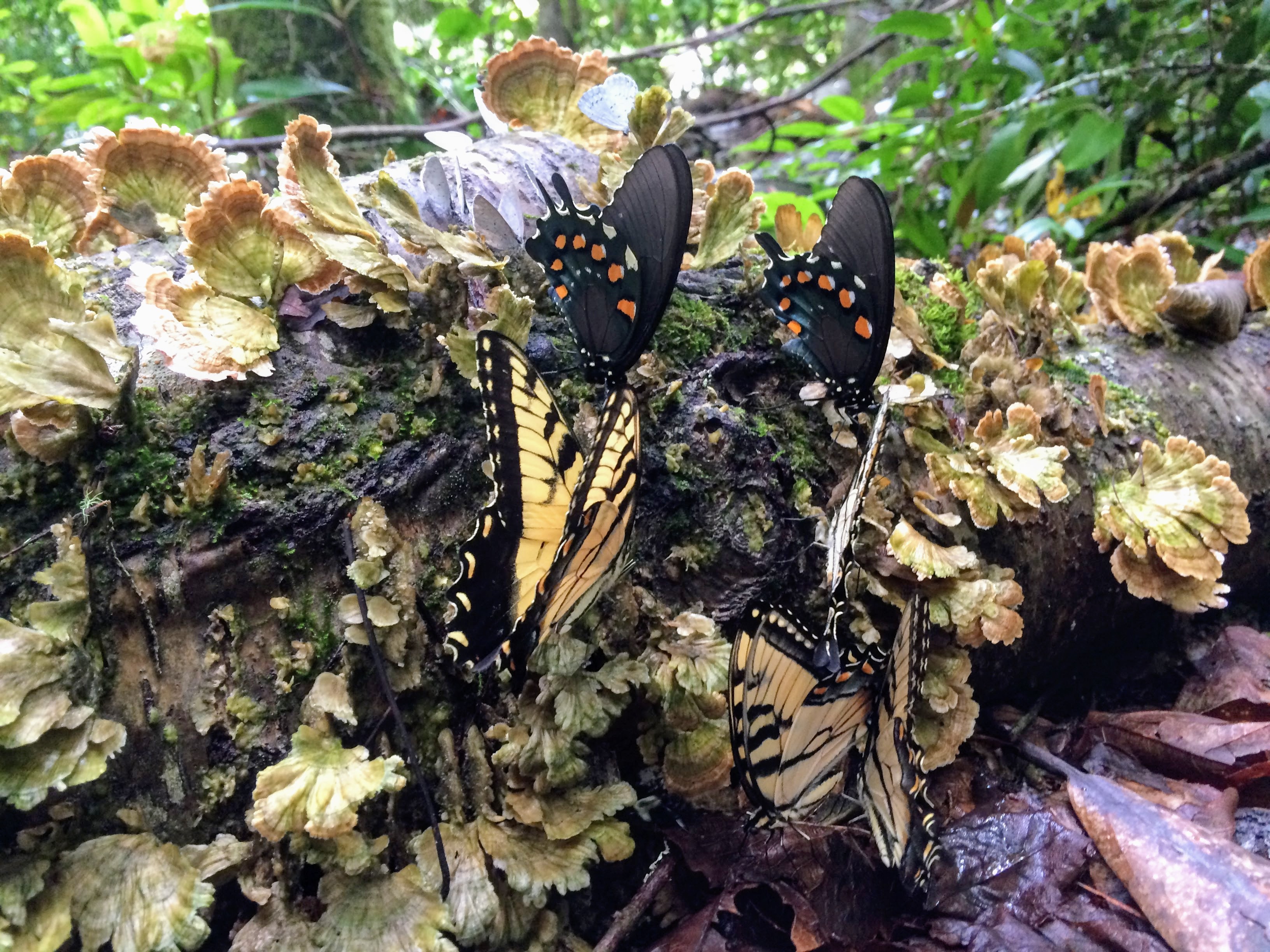 Kayaking and Hiking Slickrock Creek