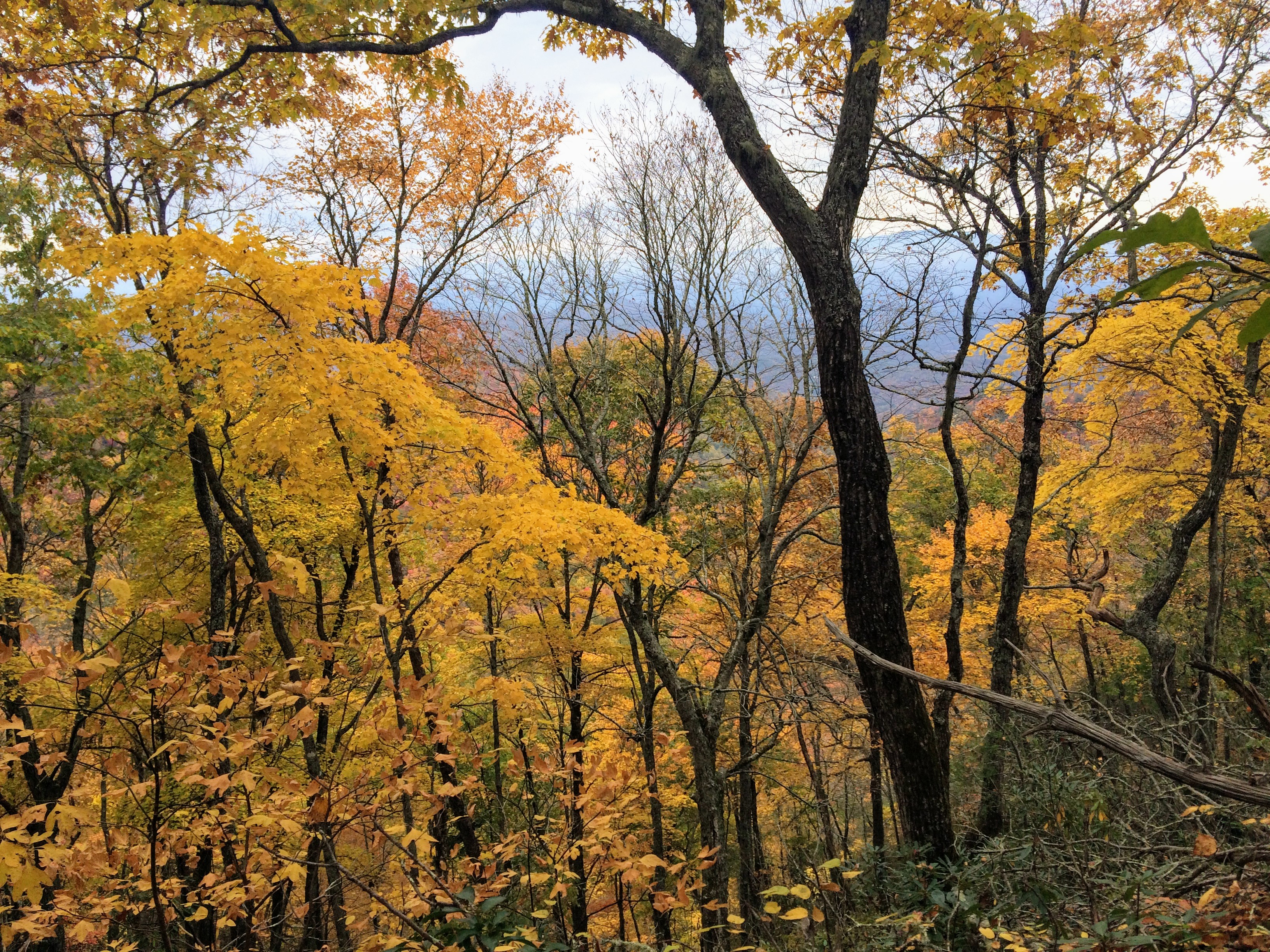 Day 2 – Bartram – AT Loop Hike