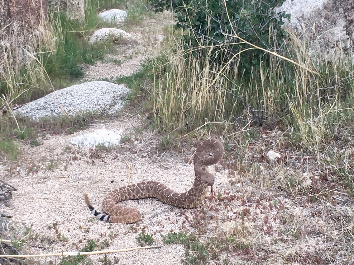 Day 5 – Rattlesnake at 73.1 mile Tentsite