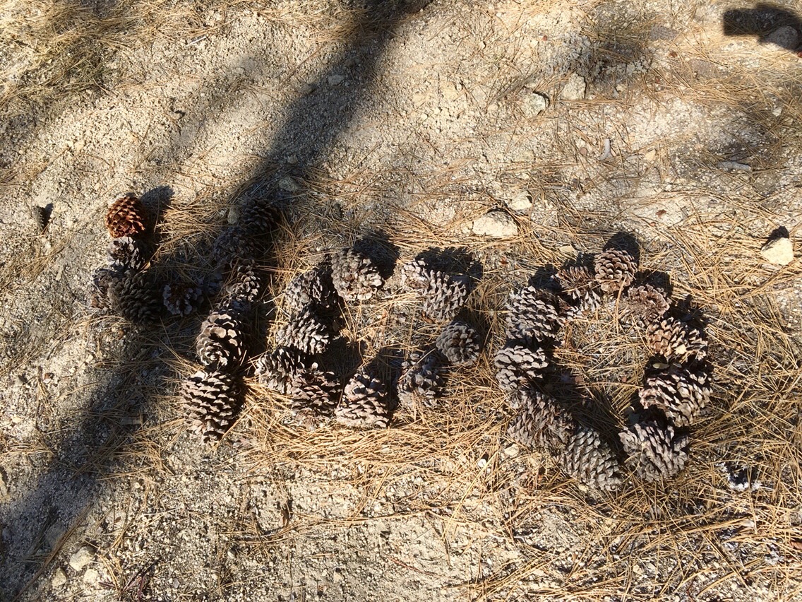 Day 23 – Yellow Legged Tree Frog