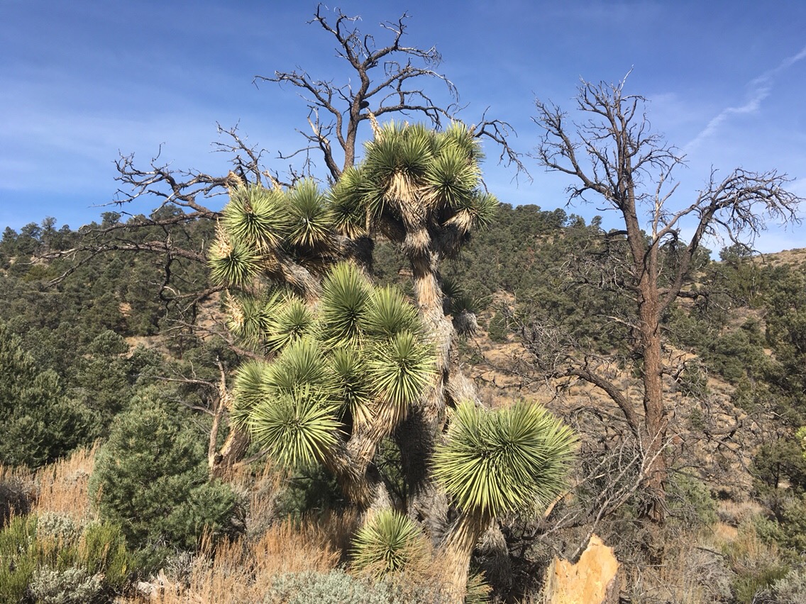 Day 15 – Big Bear Lake