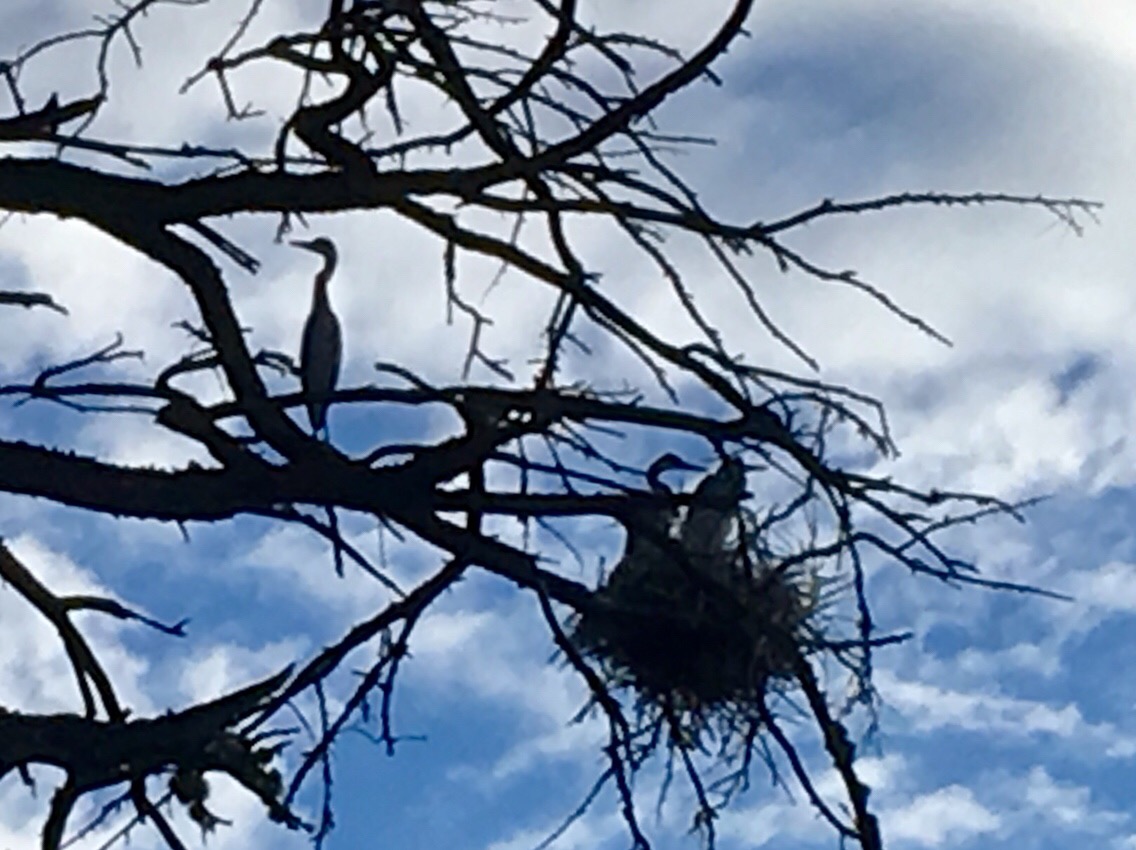 Day 55 – Burney Falls