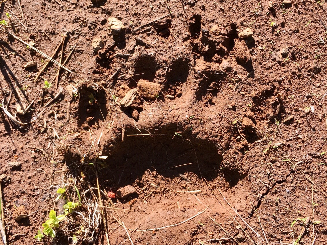 Day 56 – Bear Country