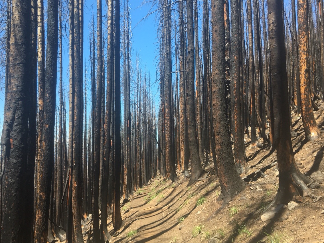 Day 91 – Eagle Creek Fire One Year Later