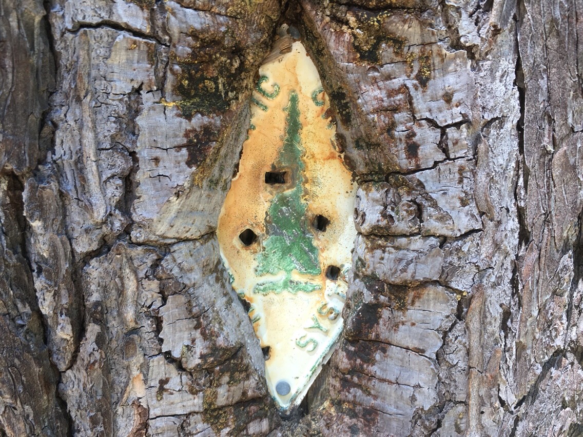 Day 81 – Trail 2000